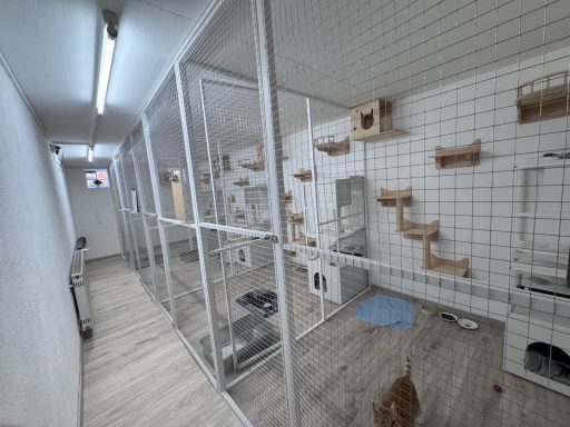 Katzenpension Maifeld Koblenz