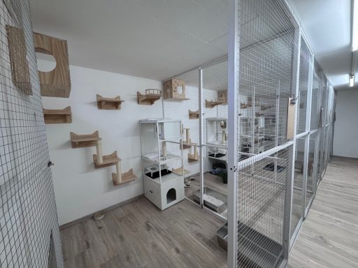 Katzenpension Maifeld Koblenz