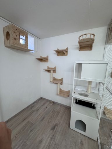 Katzenpension Maifeld Koblenz
