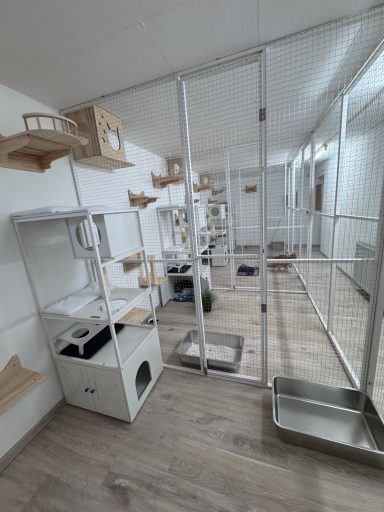 Katzenpension Maifeld Koblenz