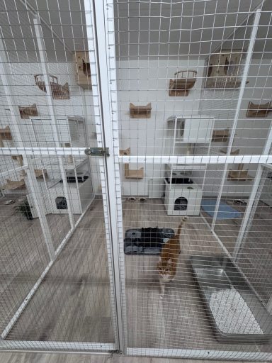 Katzenpension Maifeld Koblenz