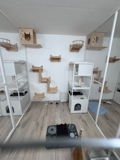 Katzenpension Maifeld Koblenz