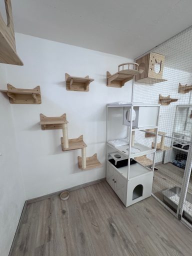 Katzenpension Maifeld Koblenz