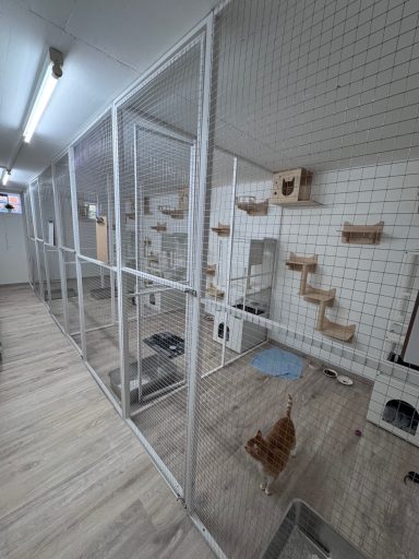 Katzenpension Maifeld Koblenz