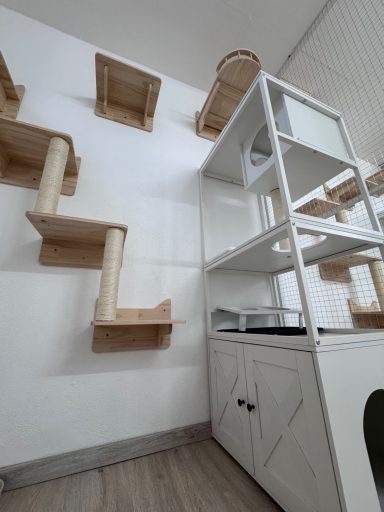 Katzenpension Maifeld Koblenz